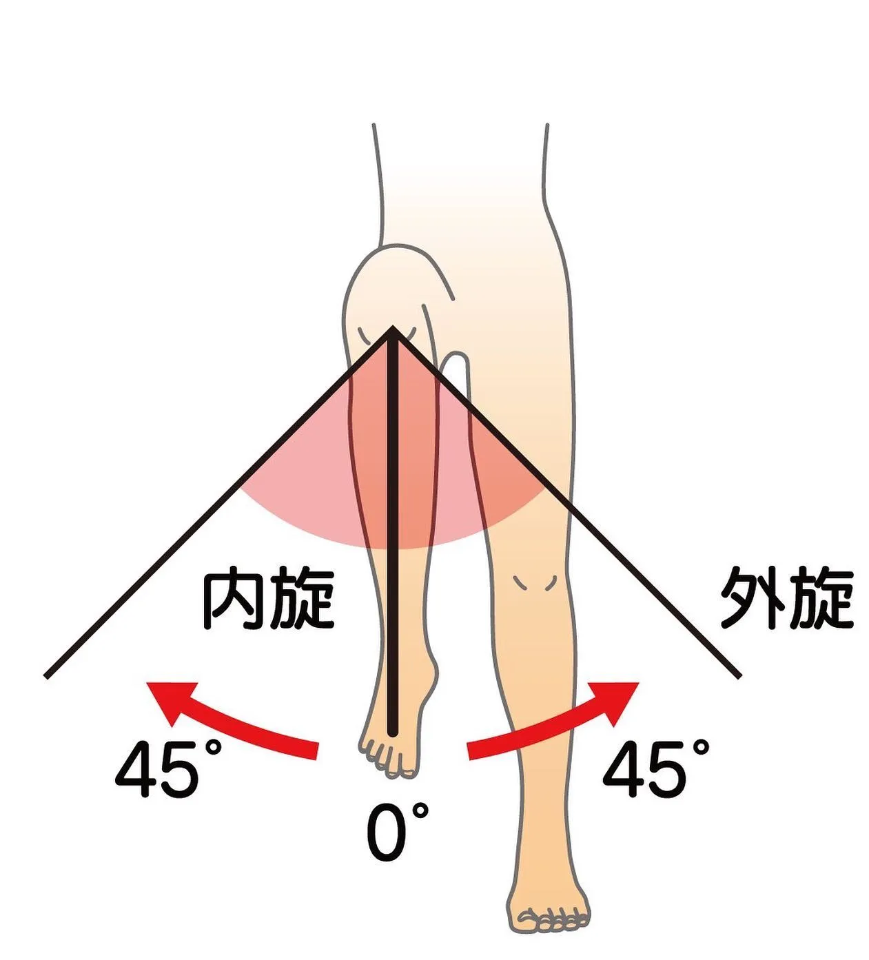 ２つ目は股関節の屈曲外旋です。
