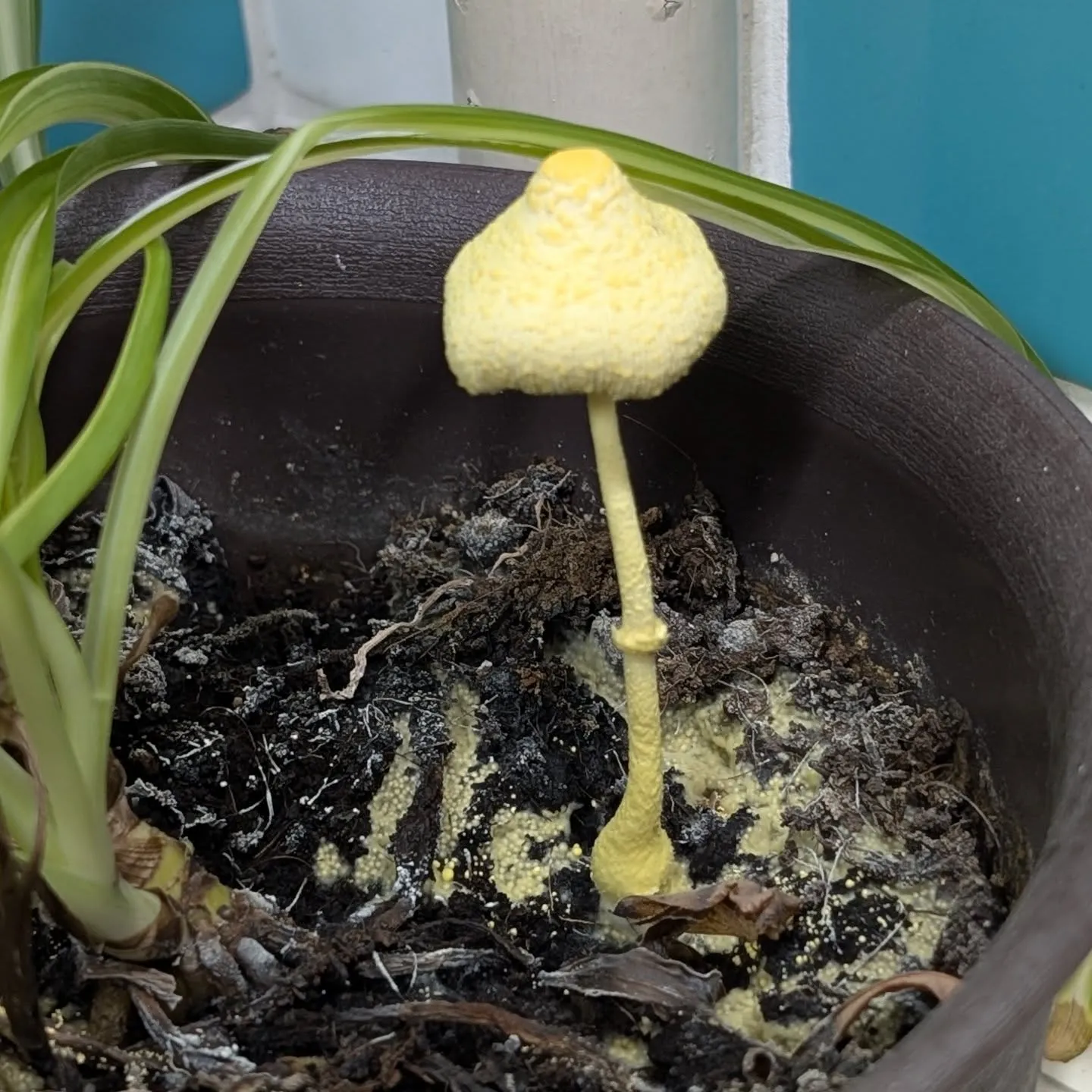 ​#コガネキヌカラカサタケ